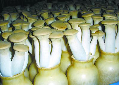 菌種下的泡沫，都交給液體菌種用消泡劑