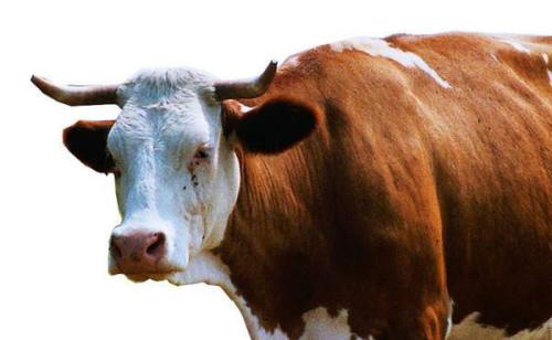 臨門一腳的福氣，可不能被泡沫破壞——動物膠消泡劑