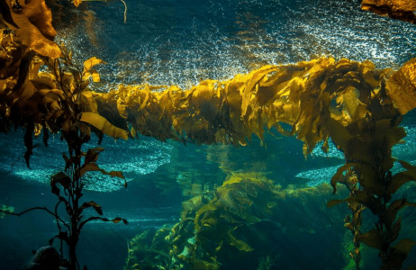 重磅！打擊水處理泡沫用無(wú)硅水處理消泡劑