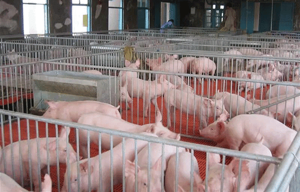 豬場污水處理消泡劑-解決豬場水處理泡沫問題 豬場污水處理消泡劑-解決豬場水處理泡沫問題